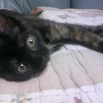 黒猫ベッドの猫画像