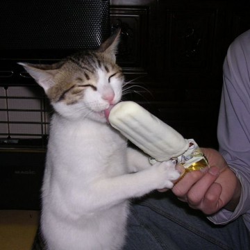 サバトラ白猫アイスの猫画像