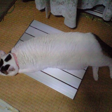 黒白猫屋内の猫画像