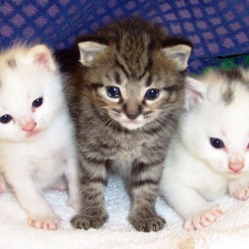 サバトラ猫黒白猫タオルの猫画像
