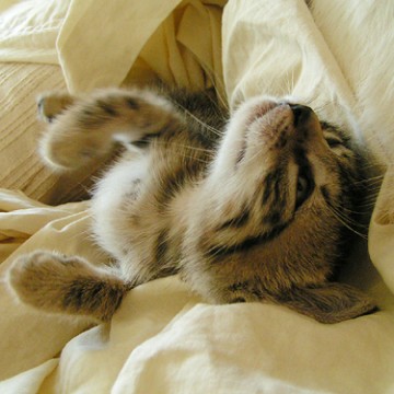 キジトラ白猫布団の猫画像