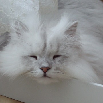白猫カーテンの猫画像