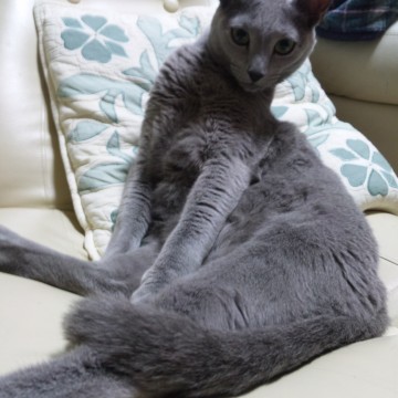 灰猫ソファの猫画像