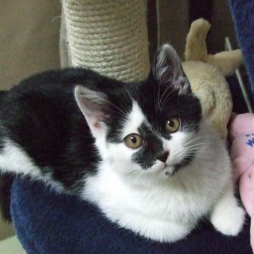 黒白猫キャットタワーの猫画像