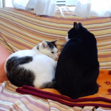 黒白猫ハチワレ猫毛布の猫画像