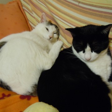 黒白猫ハチワレ猫毛布の猫画像