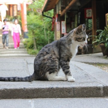 サバトラ白猫神社の猫画像