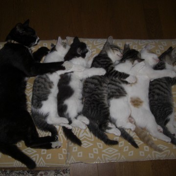 黒猫サバトラ白猫ハチワレ猫茶トラ白猫昼寝の猫画像