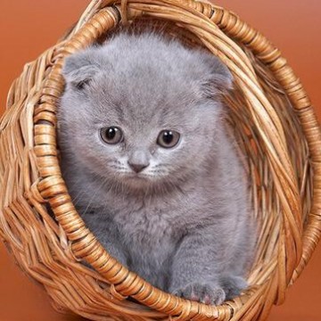 灰猫カゴの猫画像