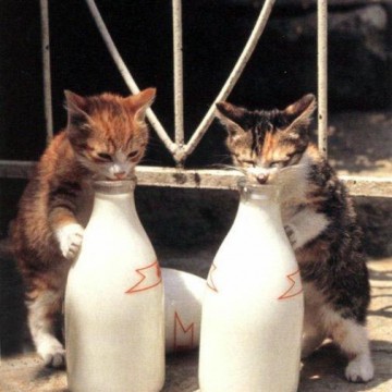茶トラ猫キジトラ白猫屋外瓶の猫画像