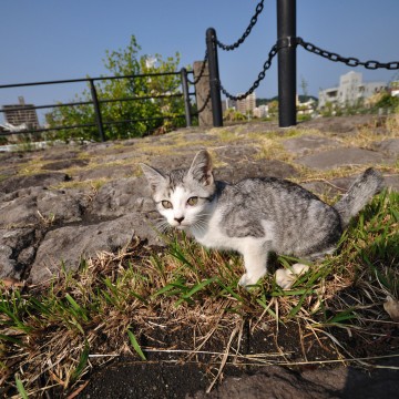 サバトラ白猫屋外の猫画像