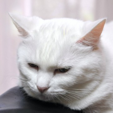 白猫屋内の猫画像