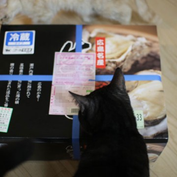 黒猫牡蠣の猫画像