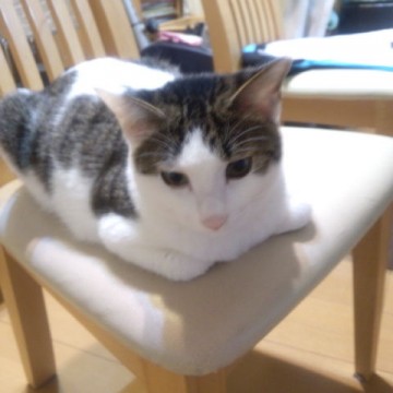 サバトラ白猫椅子の猫画像