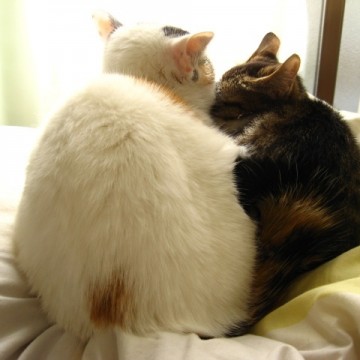 白猫サビ猫布団の猫画像