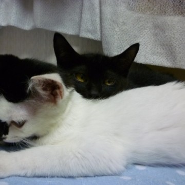 黒白猫黒猫屋内の猫画像
