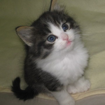 キジトラ白猫子猫毛布の猫画像