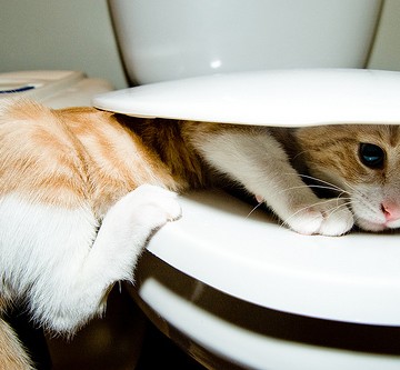 茶トラ白猫トイレの猫画像