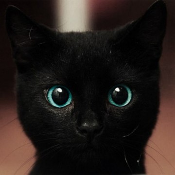 黒猫子猫の猫画像