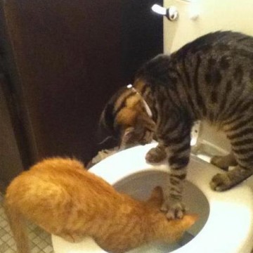 茶トラ猫キジトラ猫トイレの猫画像