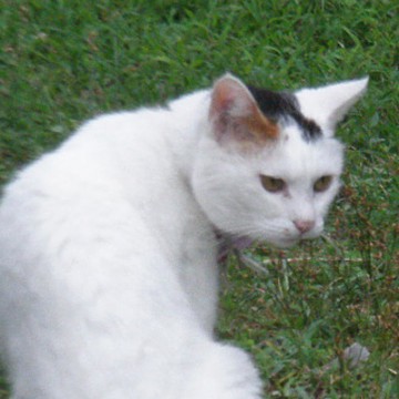 黒白猫芝生の猫画像
