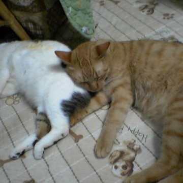 茶トラ猫サバトラ白猫昼寝の猫画像