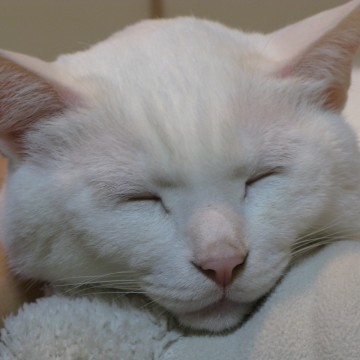 白猫昼寝の猫画像