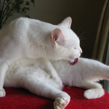 白猫毛づくろいの猫画像