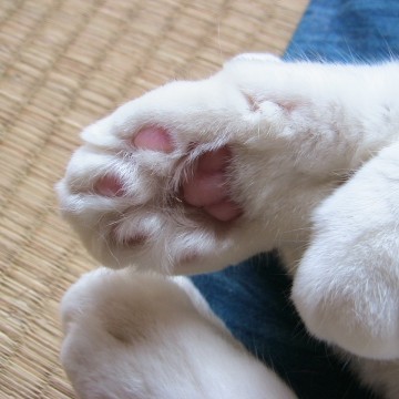 白猫肉球の猫画像