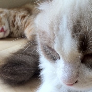 灰白猫茶トラ猫昼寝の猫画像