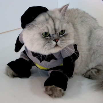 灰猫服の猫画像