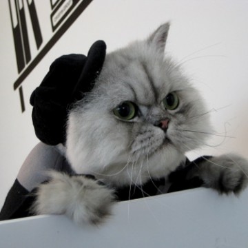 灰猫服の猫画像