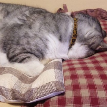 サバトラ白猫昼寝の猫画像