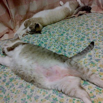 キジトラ白猫サバトラ白猫昼寝布団の猫画像