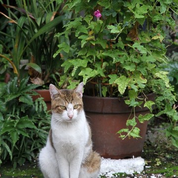 キジトラ白猫屋外の猫画像