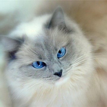 ポインテッド猫の猫画像