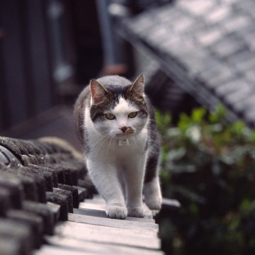 キジトラ白猫屋根の猫画像