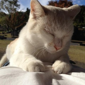 白猫昼寝屋外の猫画像