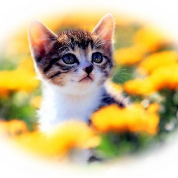 キジトラ白猫子猫花の猫画像