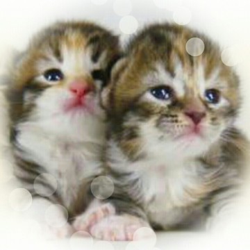 キジトラ白猫子猫の猫画像