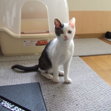 黒白猫トイレの猫画像