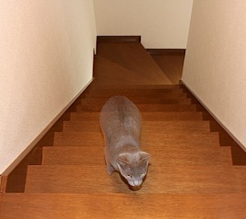 灰猫階段の猫画像