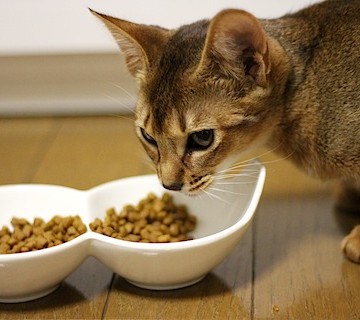 キジトラ猫餌の猫画像