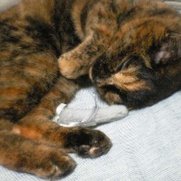 サビ猫昼寝の猫画像