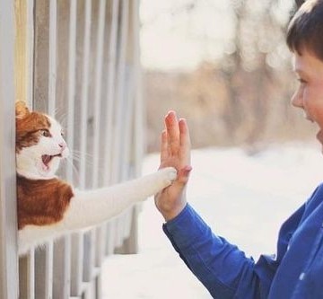 茶トラ白猫握手の猫画像
