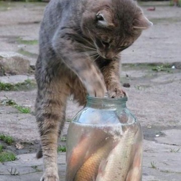 キジトラ猫魚の猫画像