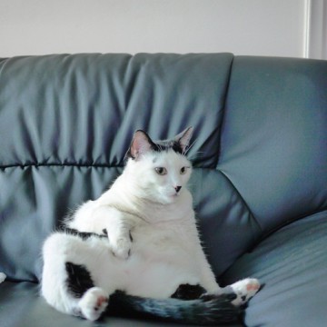 黒白猫ソファーの猫画像