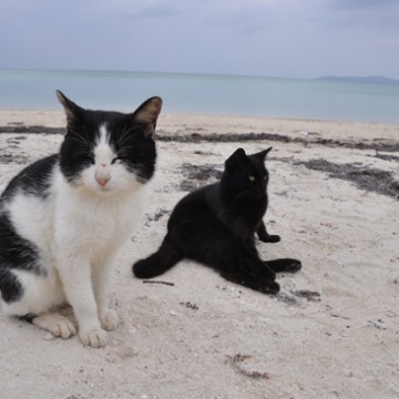 ハチワレ猫黒猫砂浜の猫画像