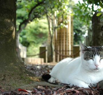 サバトラ白猫墓地の猫画像