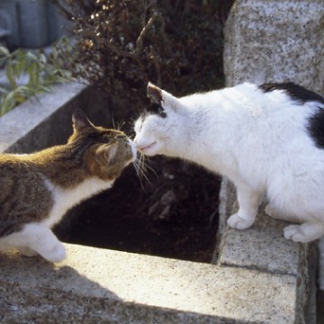 キジトラ白猫黒白猫墓地の猫画像
